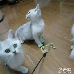 转让英短渐层,暹罗猫