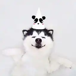 哈士奇狗搞笑头像
