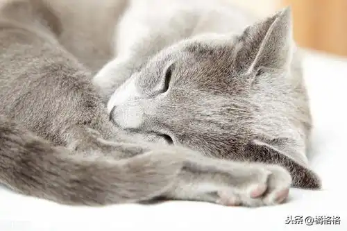 过年啦,鞭炮齐响再加上人来人往,你们家的猫咪焦虑了吗
