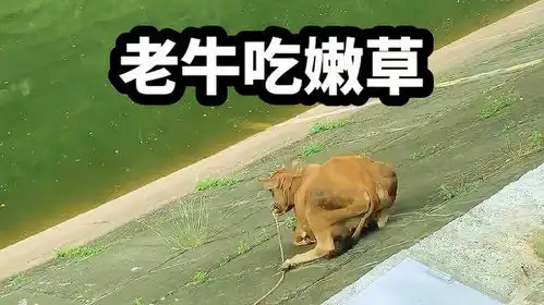 老牛吃嫩草,风险少不了搞笑配音神奇动物在抖音
