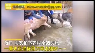 农村人杀猪时灵异现场事件
