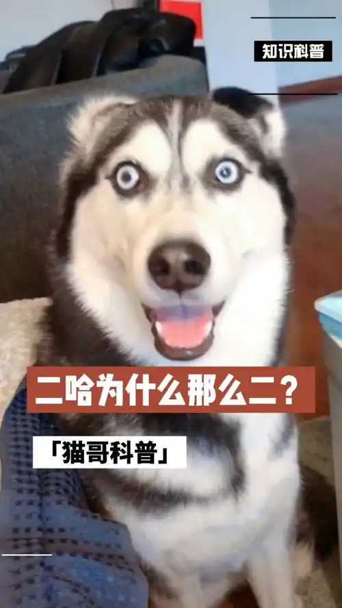 二哈为什么那么二