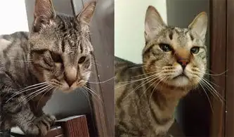 萌猫被蜂蛰肿成猪头傲娇包子脸让人好笑又心疼
