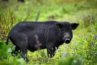 大口吃肉啦仅57.9元抢原价218元拾拾石板黑猪烤肉3人餐顶级凉山黑猪肉让你吃到扶墙出
