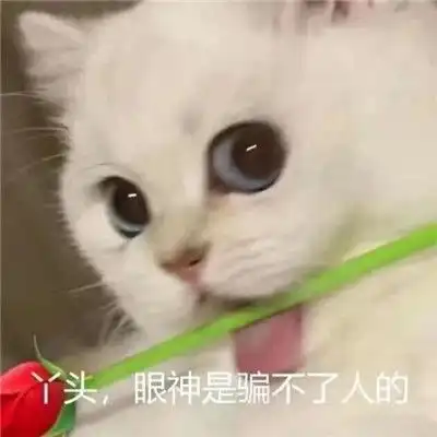 2022非常实用又非常有趣的表情丫头眼神是骗不了人的
