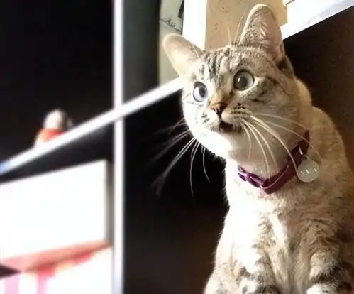 猫咪知道你在叫它吗其实是知道的
