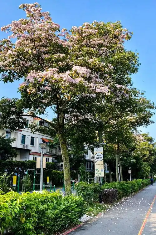 新加坡樱花季来啦全岛5个最佳赏花地,拿走不谢
