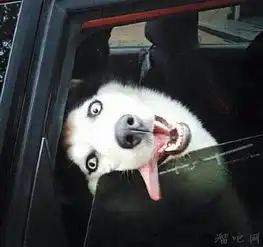 哈士奇搞笑图片集锦,让你一次看个够
