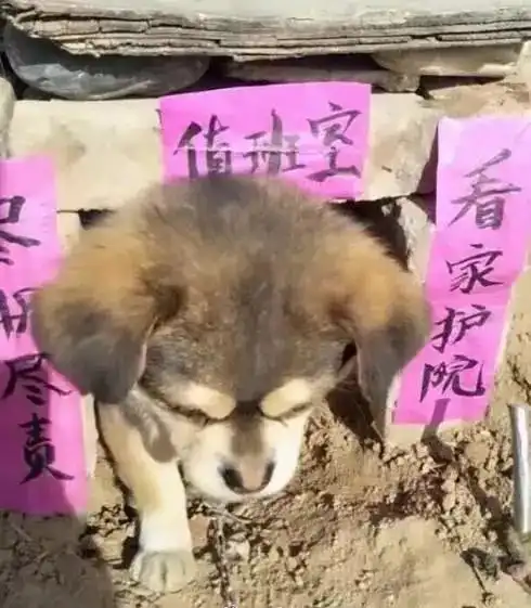 大学生回家过年,刚进家门看到狗窝上的字瞬间笑喷,太有才了吧
