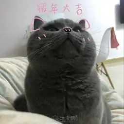 英短蓝猫猫咪找主人