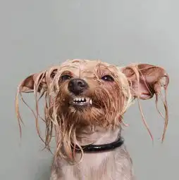 你家狗狗到底好看不好看,看它们的湿身照就知道
