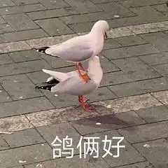 母子交流表情包蟑螂
