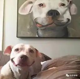 会笑的狗狗往往命运也好,流浪狗用微笑为自己赢得了一个家
