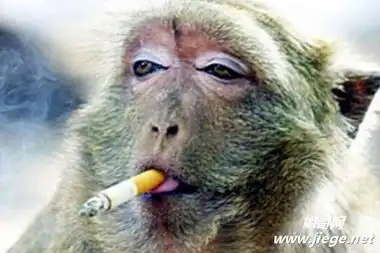 盘点动物界的老烟枪令你笑翻天
