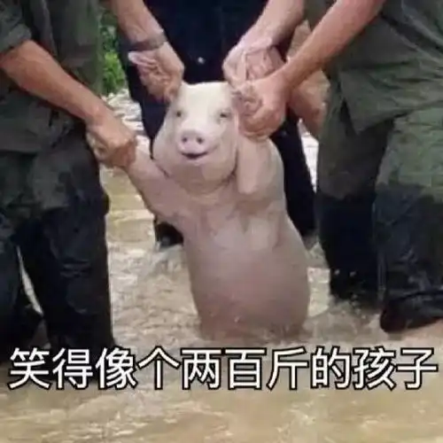 表心疼丨台风劫后余生的小猪被做成表情包,太好笑了
