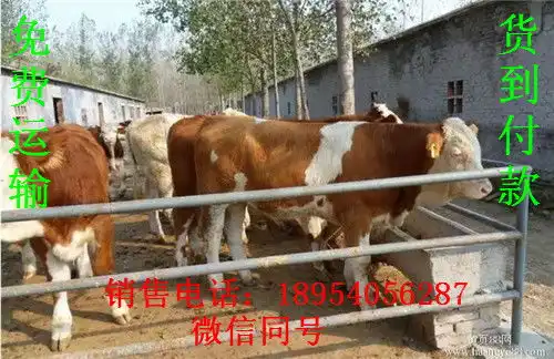 南阳圈养黄牛技术
