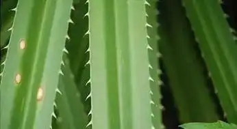 植物凭什么带旺风水,有科学依据吗