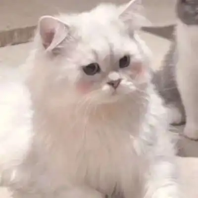 情侣猫咪头像
