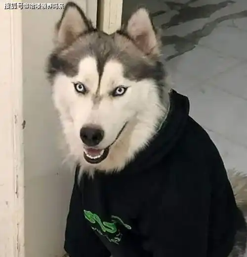 你家二哈不听话哈士奇与狼的基因相似度99,它总有自己的想法
