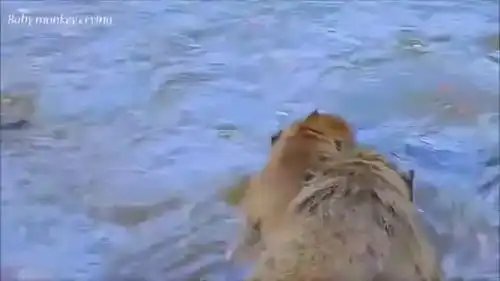 傻猴子在水中打架搞事,遭到群猴围攻,场面顿时一片混乱
