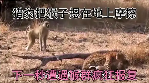 太好笑了,猎豹欺负落单猴子,遭遇猴群疯狂报复
