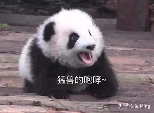 有没有可爱的熊猫表情包注意是真熊猫
