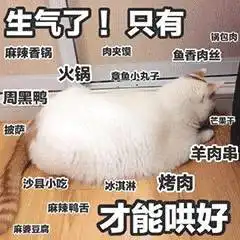 表情网红猫楼楼动态表情
