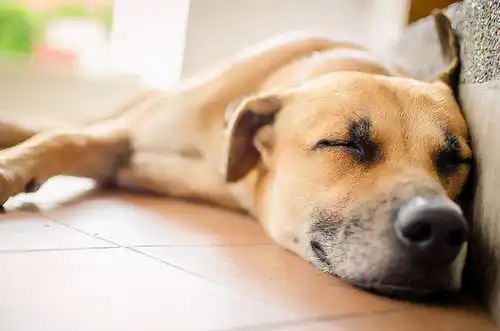 狗狗独自在家,可以生存多长时间
