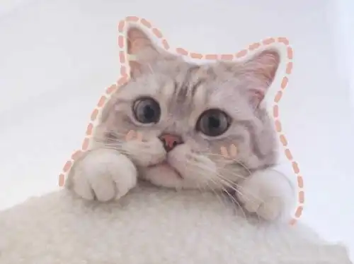 沙雕搞怪可爱猫咪情侣头像
