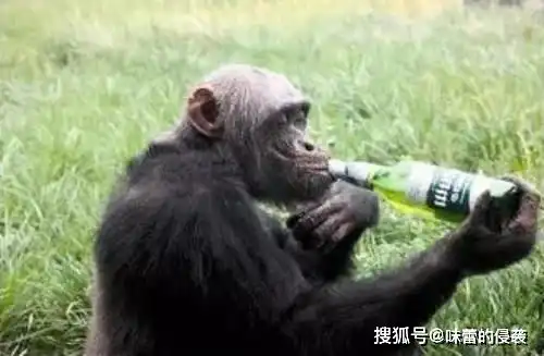 喝酒不醉很难吗满足这两个条件,你也可以叱咤酒场千杯不醉
