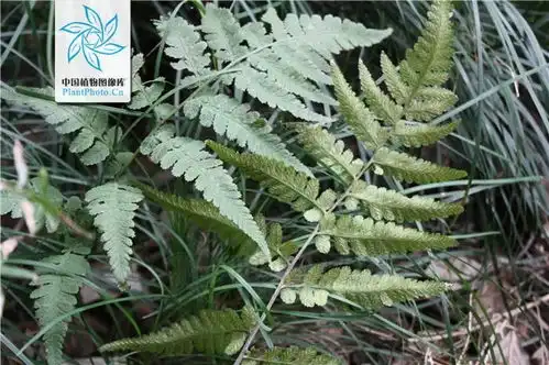 无毛华中蹄盖蕨
