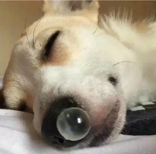 那些萌宠的有趣故事
