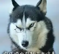 面对爱咬门二哈,主人终于反击了恶搞的二哈一脸懵