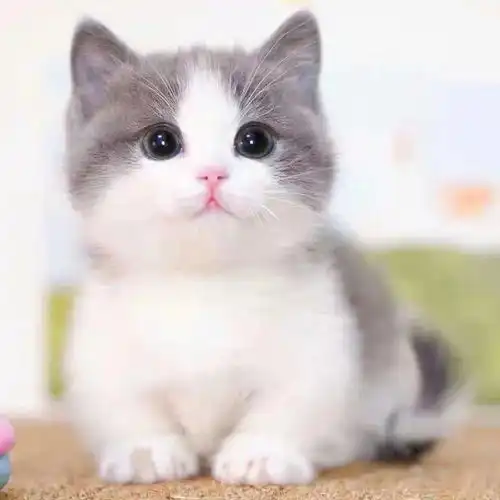100多只猫图欣赏

