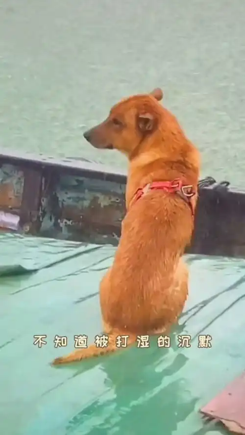 狗子谁还没经历过一些大风大浪呢
