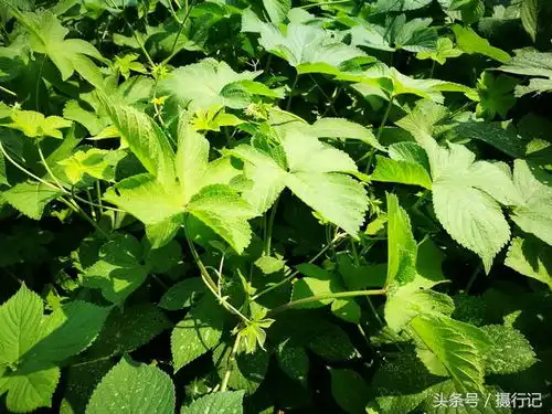 一种茎上带刺的植物,繁殖能力特强,还令农民厌恶,却有止血功效
