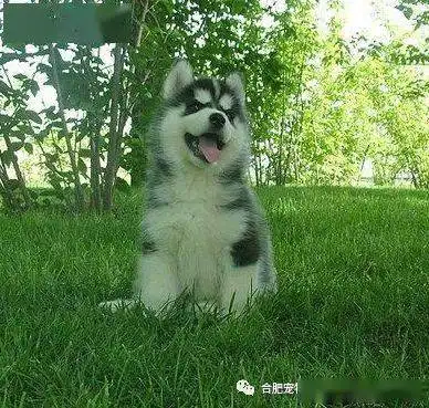 合肥哈士奇二哈多少钱哈士奇二哈图片出售纯种三把火蓝眼哈士奇幼犬雪橇犬二哈活体宠物幼犬中型犬
