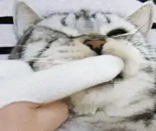 搞笑gif媳妇,你这是打算把这个猪头全部吃完
