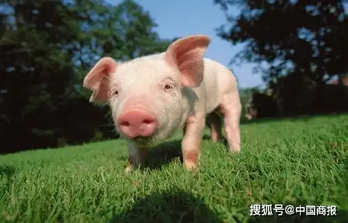 山西三立价格创新低上市猪企仍在观望生猪期货只是喊得热闹
