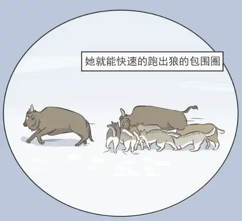 爆笑公牛本想上演一出英雄救美,结果反而帮了狼群一把
