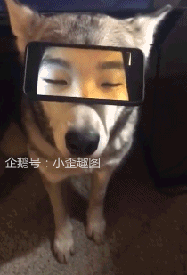搞笑gif趣图二哈你要记得你去澡堂里也能找到适合的工作