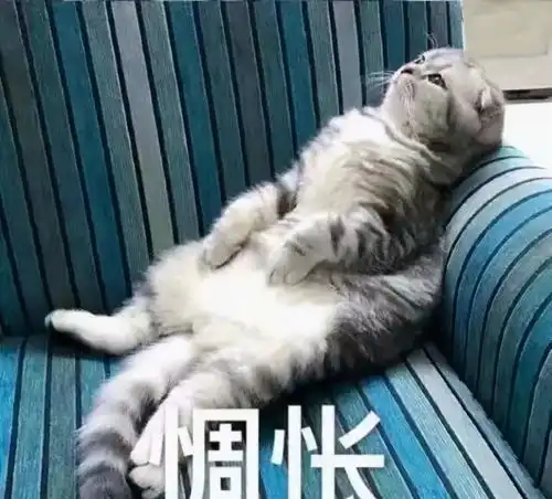 跟你认真的讲,这6种人千万别养猫
