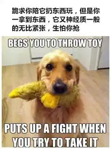 据说,这些是每只狗狗都有的怪癖
