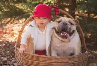 美国两岁女孩与斗牛犬形影不离成好友