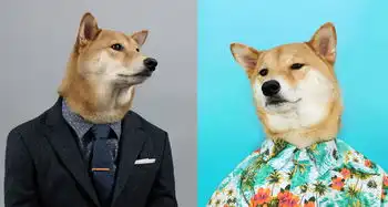 狗狗的艺术人生,爆笑
