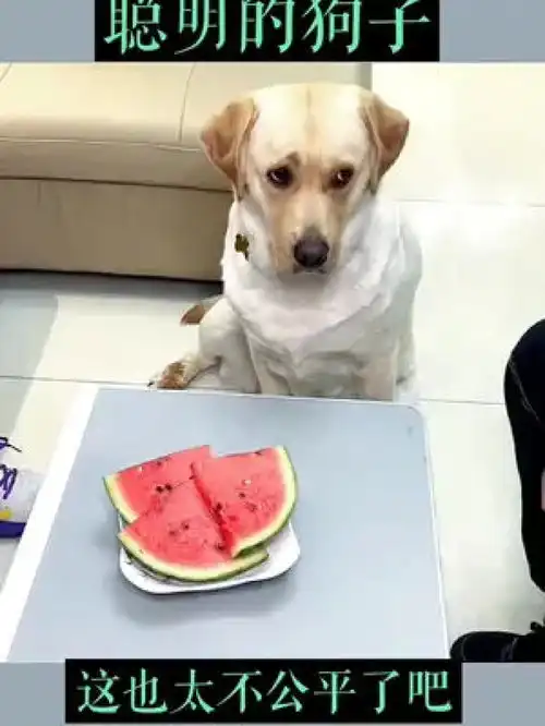 这狗成精了萌宠一定要看到最后搞笑搞笑视频狗狗
