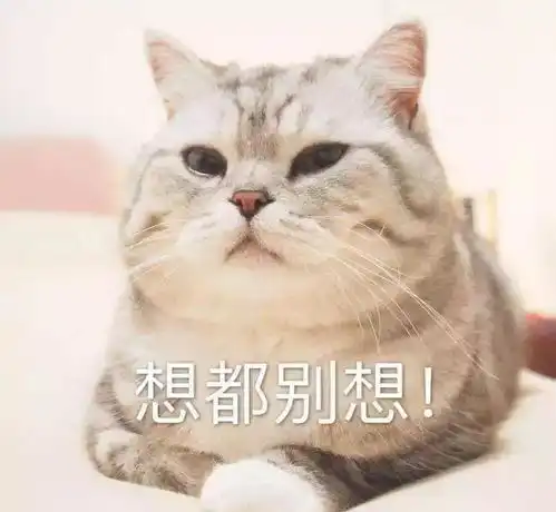 猫咪抓沙发怎么办几个方法让猫不再抓沙发
