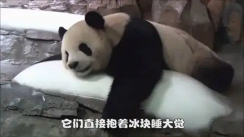 熊猫非常的怕热,抱着冰块就像宝贝一样,熊猫冰块就是熊家的命
