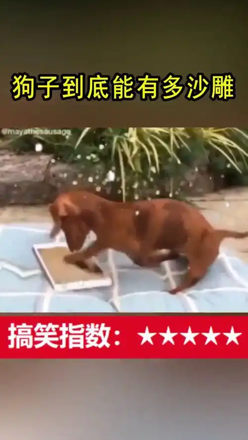 狗子的沙雕,你永远想象不到
