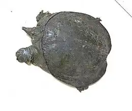 甲鱼的食材百科
